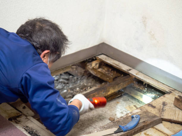 Best Localized Mold Remediation (e.g., coastal areas, humid climates) in Sault Ste Marie, MI
